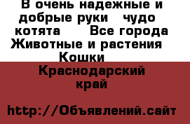 В очень надежные и добрые руки - чудо - котята!!! - Все города Животные и растения » Кошки   . Краснодарский край